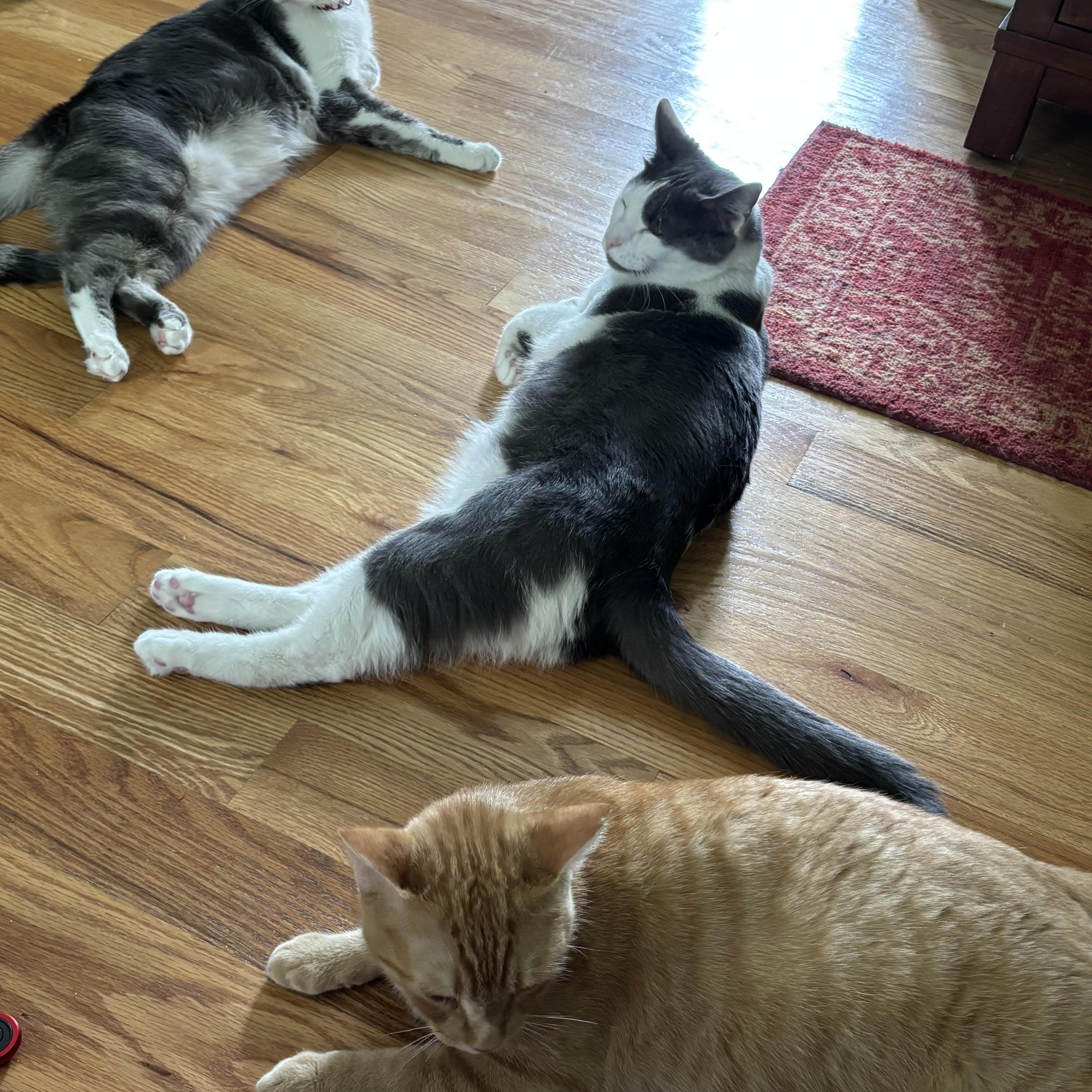 Mrs. Norris — thumbnail 3