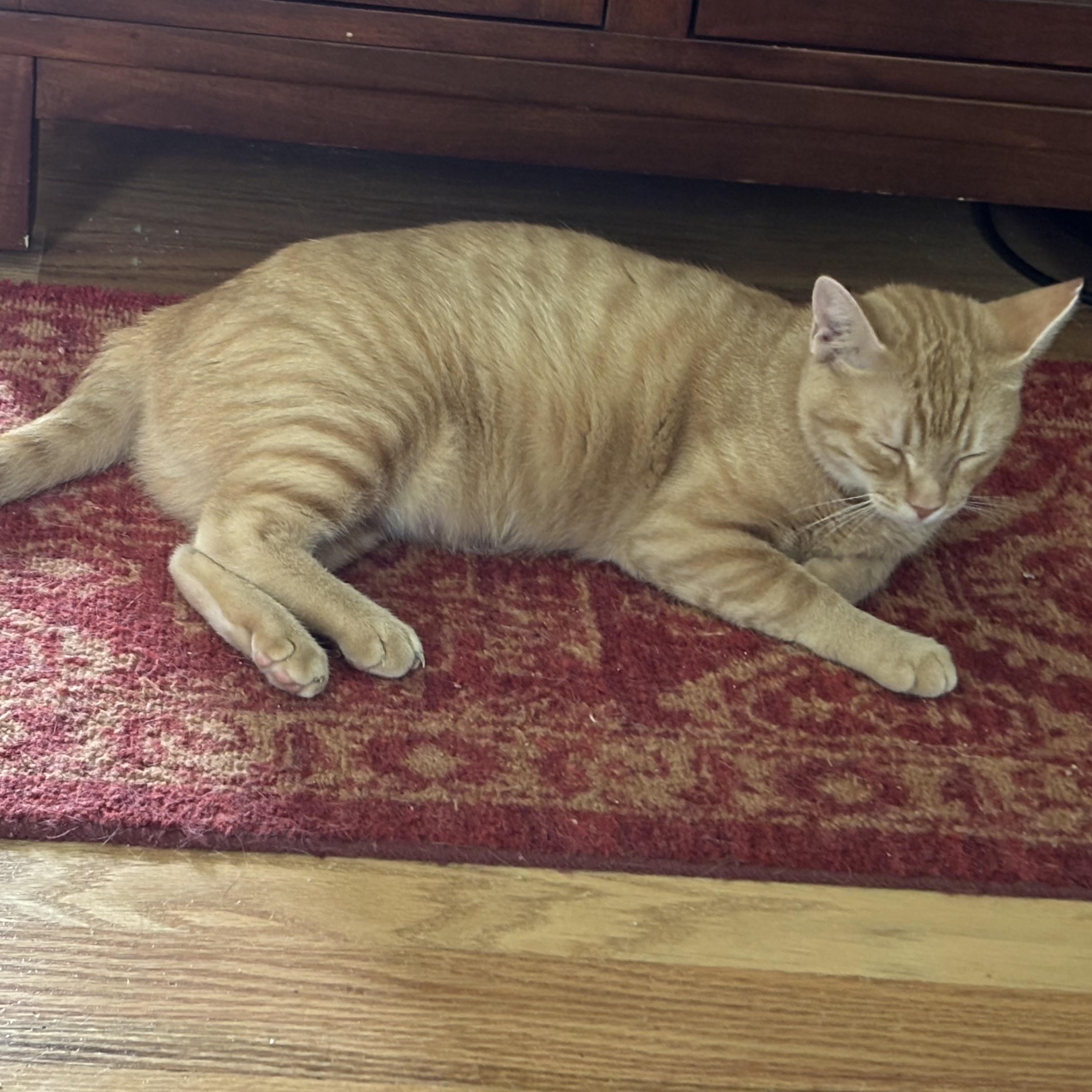 Enlarge Mrs. Norris, a Adoptable Domestic Short Hair in Beltsville, MD image 1/6