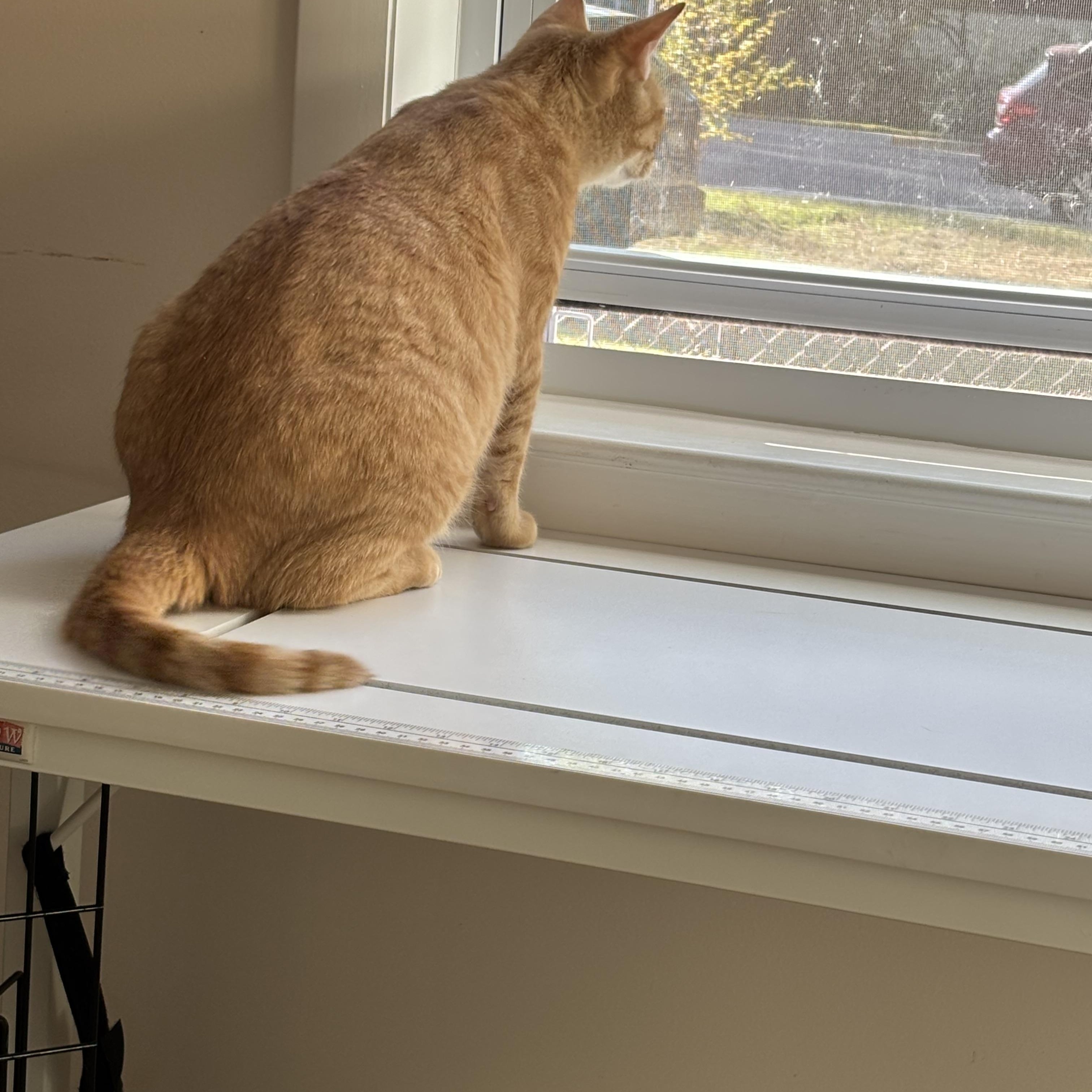 Enlarge Mrs. Norris, a Adoptable Domestic Short Hair in Beltsville, MD image 3/6