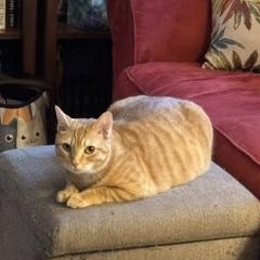 Enlarge Mrs. Norris, a Adoptable Domestic Short Hair in Beltsville, MD image 4/6