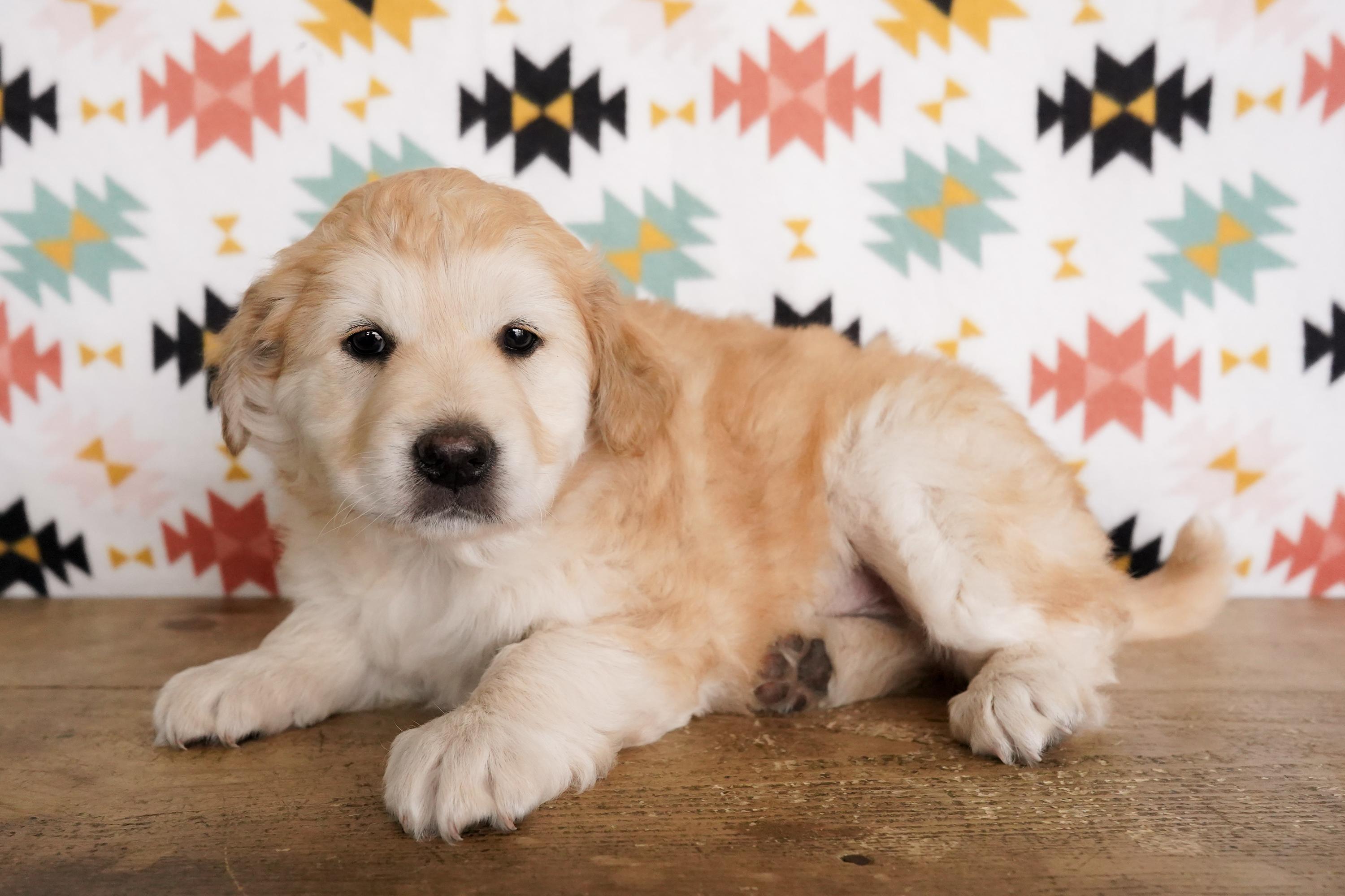 Rushmore, an adopted mixed breed in San Antonio, TX image 2/3