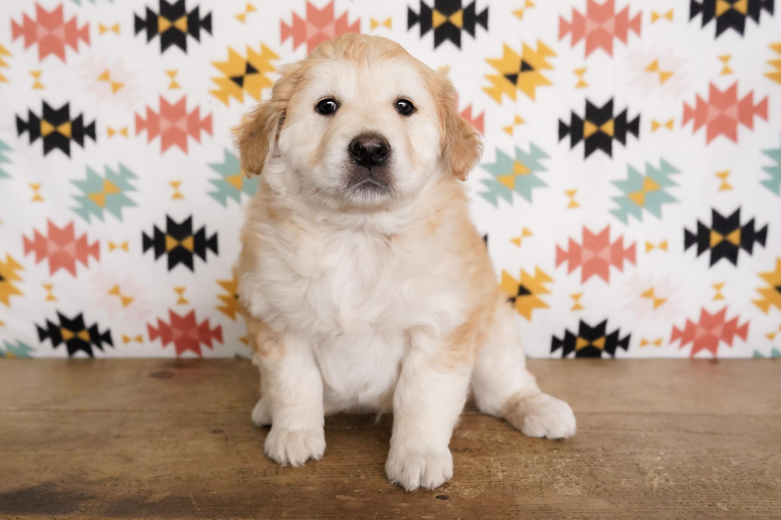 Rushmore, an adopted mixed breed in San Antonio, TX image 3/3