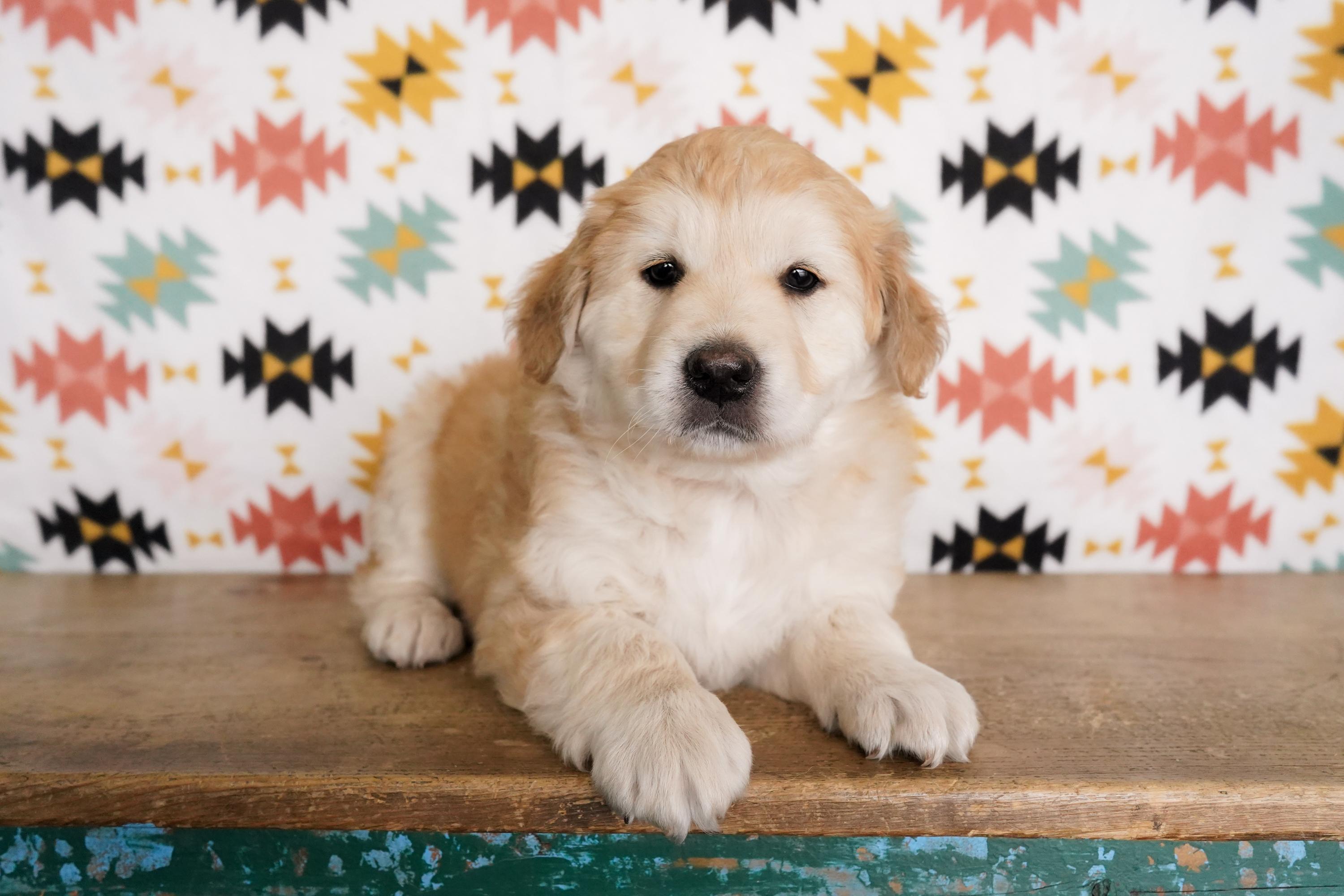 Rushmore, adopted, Puppy Male Great Pyrenees & Anatolian Shepherd.