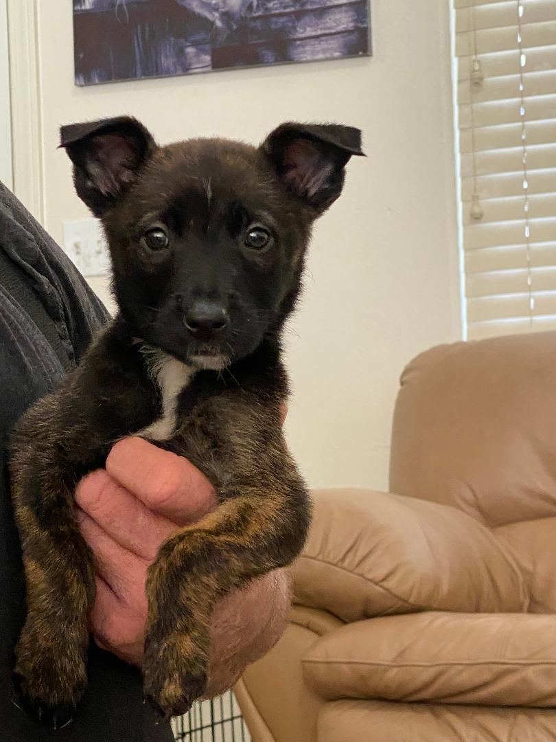 Malinois Puppies - Female, ADOPTABLE, Puppy Female Belgian Shepherd / Malinois & Dutch Shepherd.