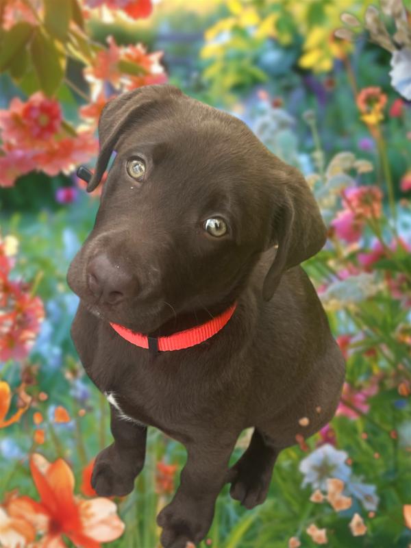 Riley