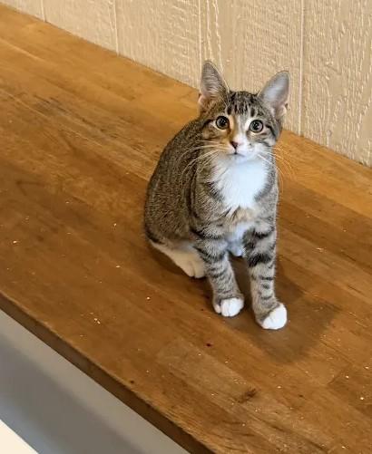 Salmon, Adoptable, Kitten Female Domestic Short Hair.