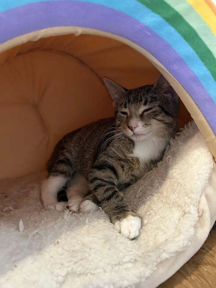 Enlarge Salmon, a Adoptable Domestic Short Hair in Dayton, OH image 2/2