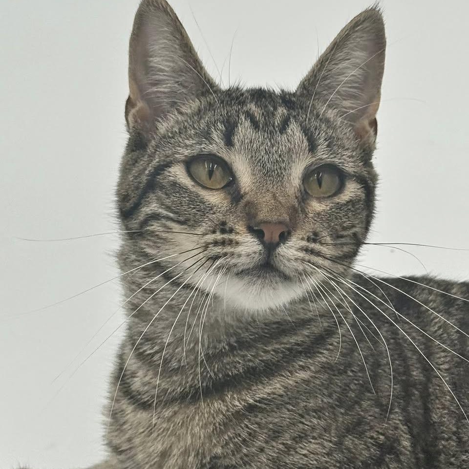 Edie Brickell, Adult Female Domestic Short Hair
