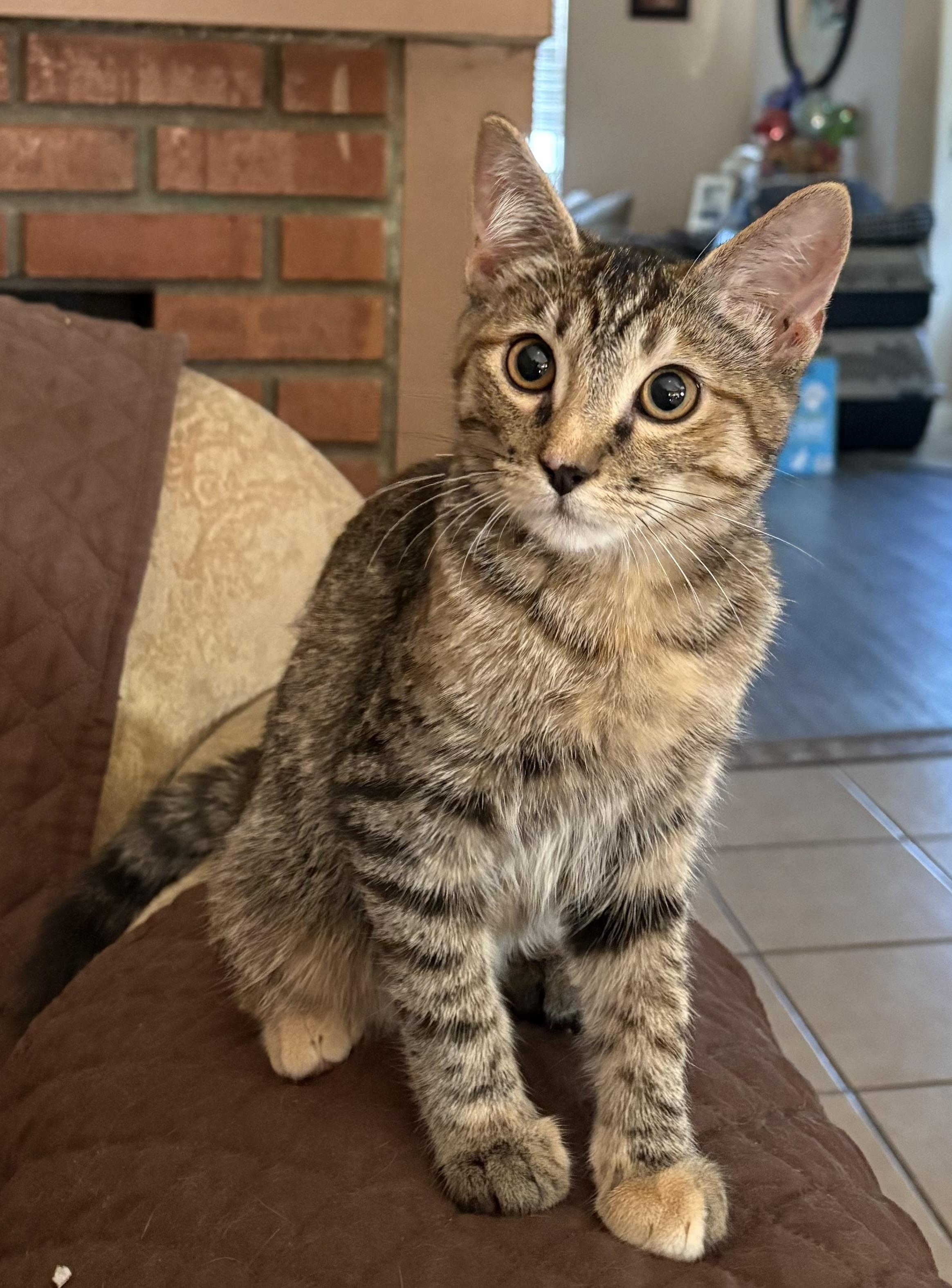 Enlarge MABEL, a Adoptable Domestic Short Hair in Rowland Heights, CA image 1/2
