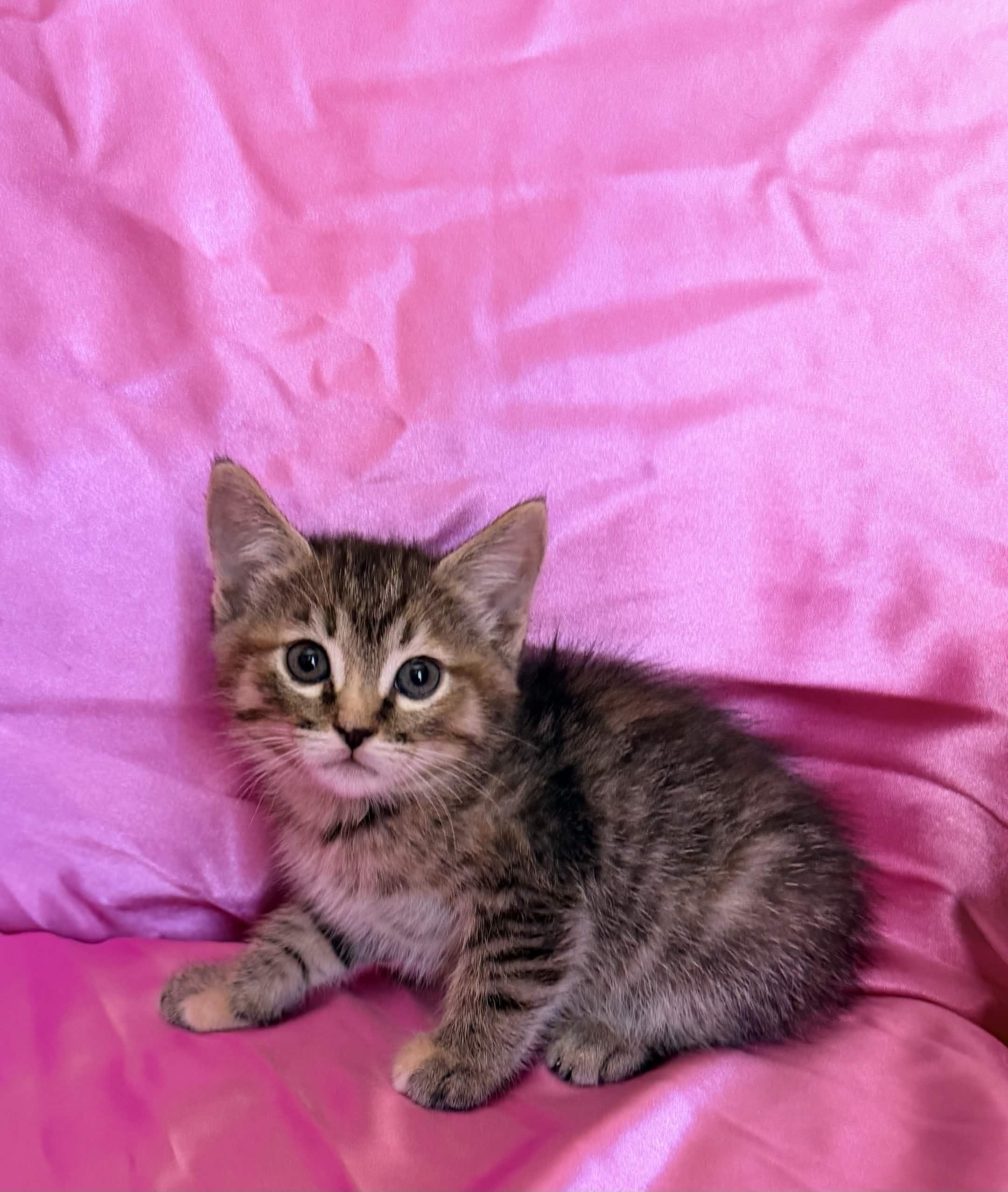 MABEL, ADOPTABLE, Kitten Female Domestic Short Hair.