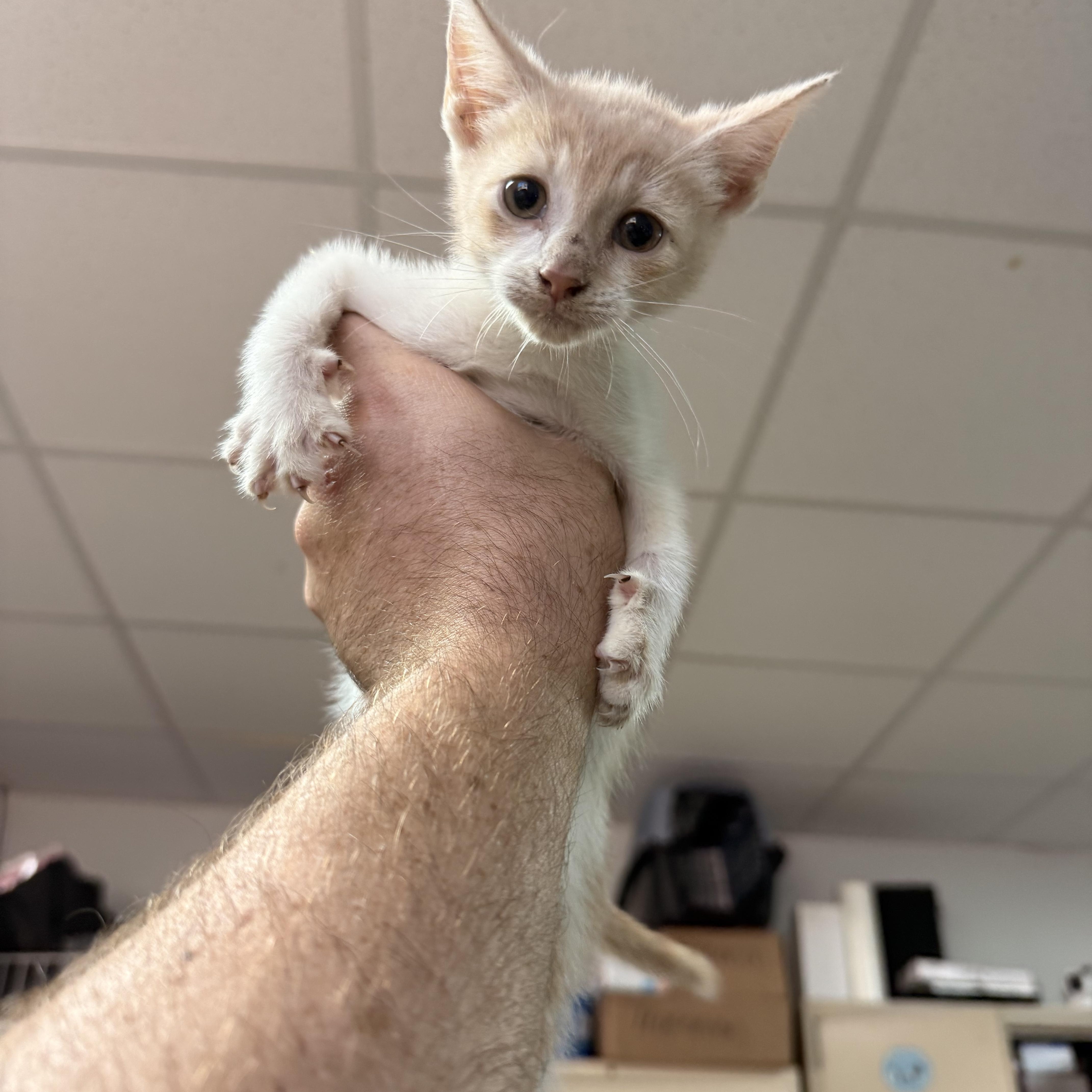 Enlarge Four, a Adoptable Domestic Short Hair in Pound, VA image 1/1