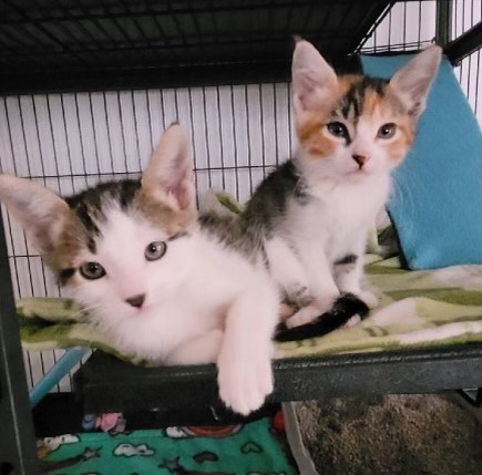Enlarge Honey & Star, an adopted mixed breed in Lompoc, CA image 1/1