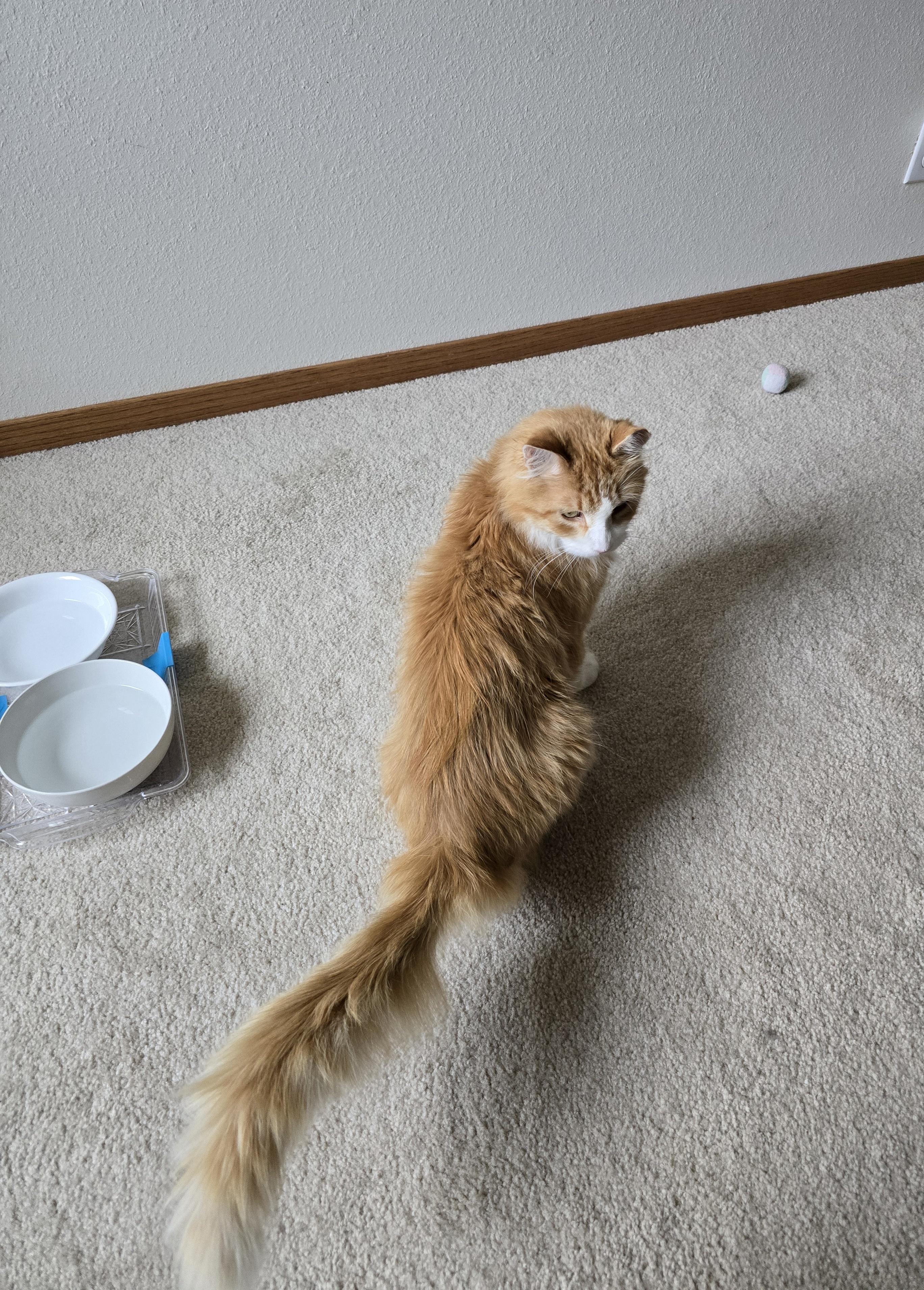 Enlarge Chester, an adopted Domestic Medium Hair in Fargo, ND image 3/3