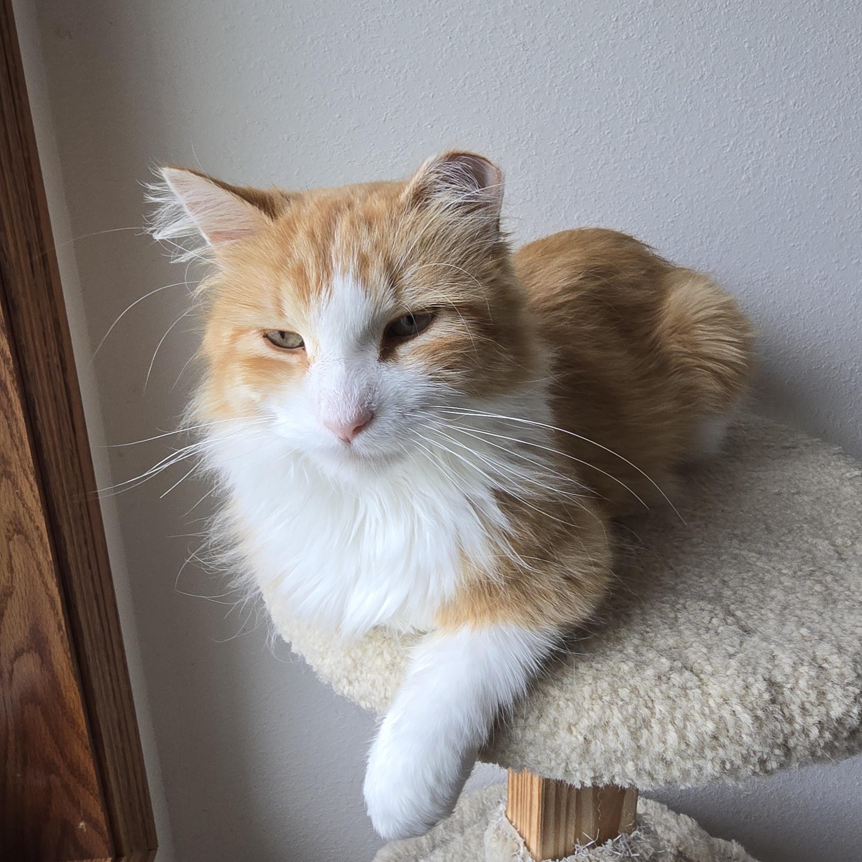 Chester, adopted, Adult Male Domestic Medium Hair.