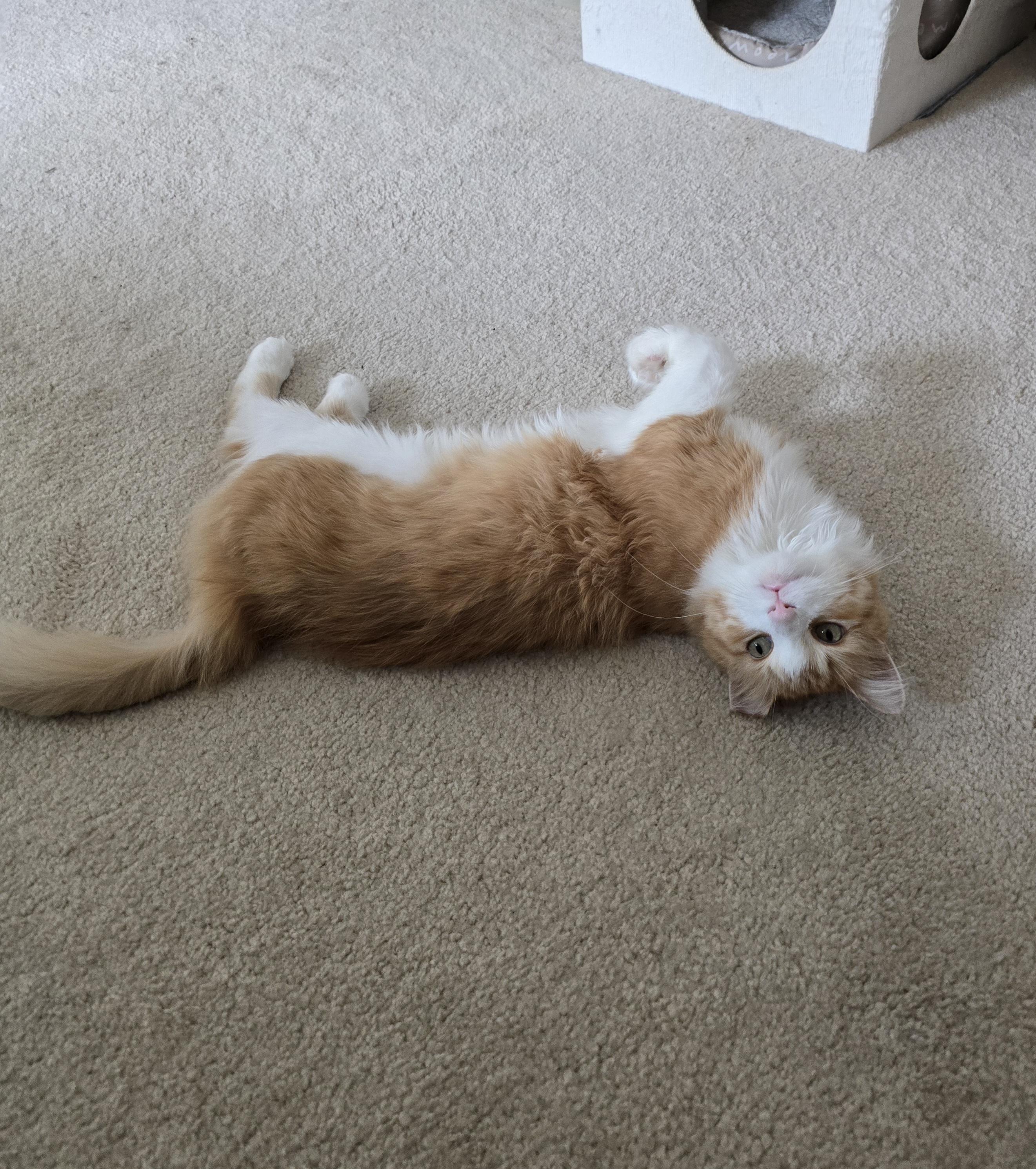 Enlarge Chester, an adopted Domestic Medium Hair in Fargo, ND image 2/3