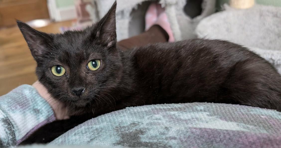 Enlarge Gronk, a Adoptable Domestic Short Hair in Battle Creek, MI image 3/4