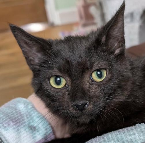 Gronk, Adoptable, Kitten Male Domestic Short Hair.