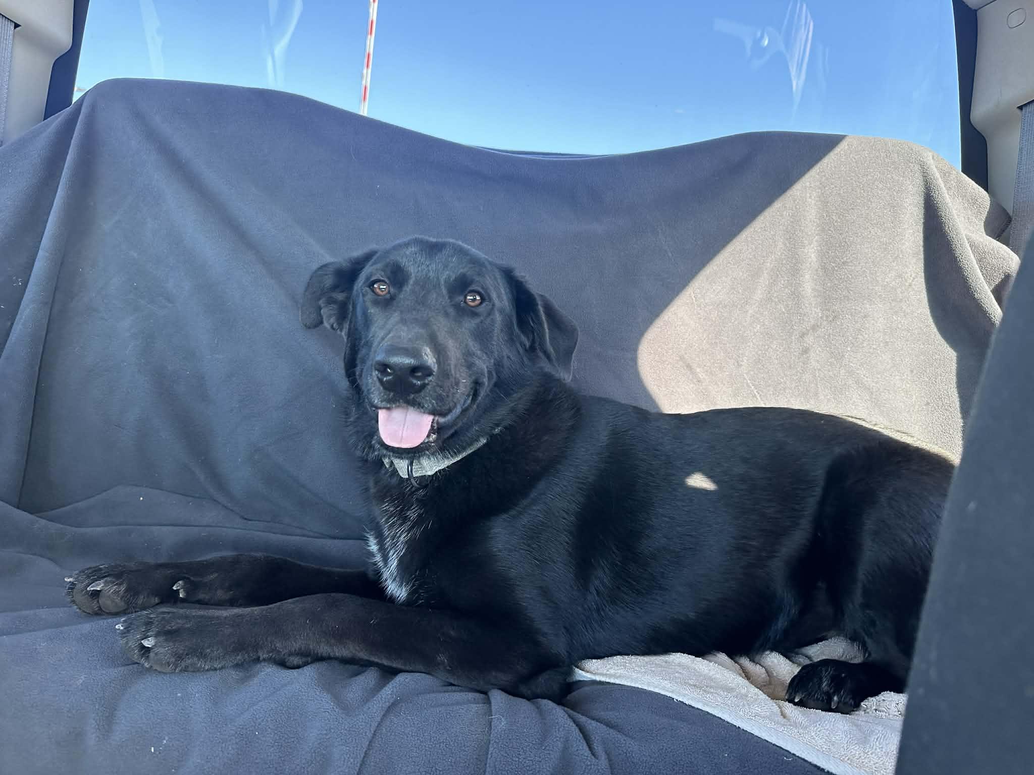 Enlarge Valerie, a Adoptable mixed breed in Newport, NH image 6/6