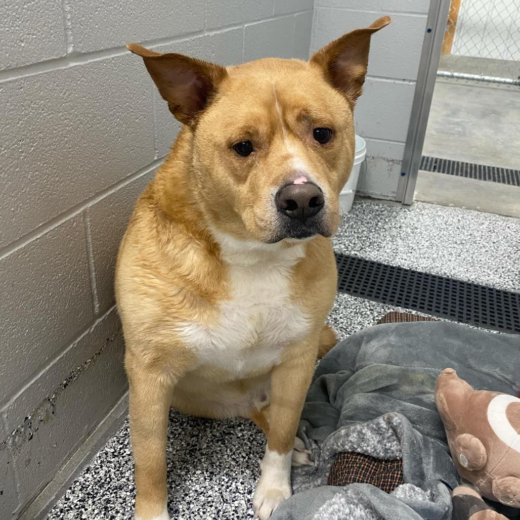 Trooper, Adoptable, Adult Male Mixed Breed.