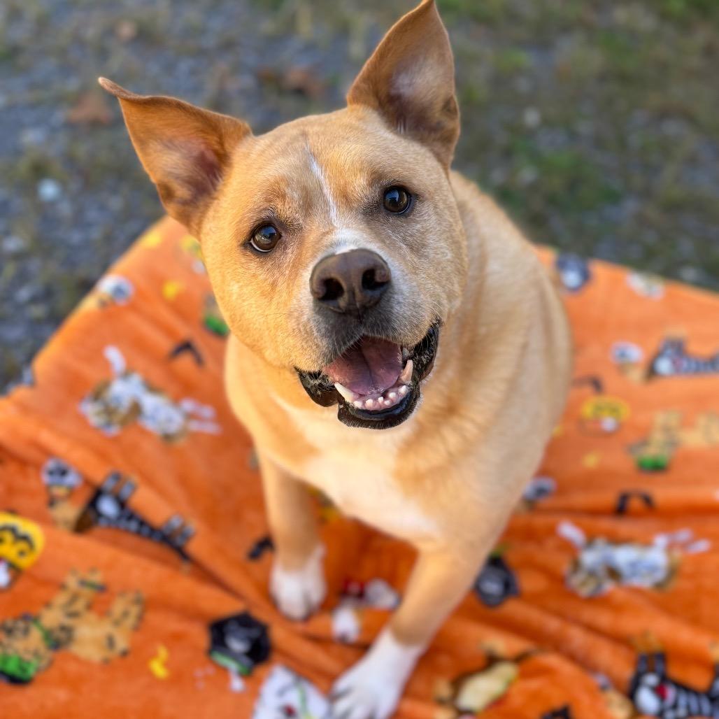 Enlarge Trooper, a Adoptable Mixed Breed in Fairmont, WV image 2/3