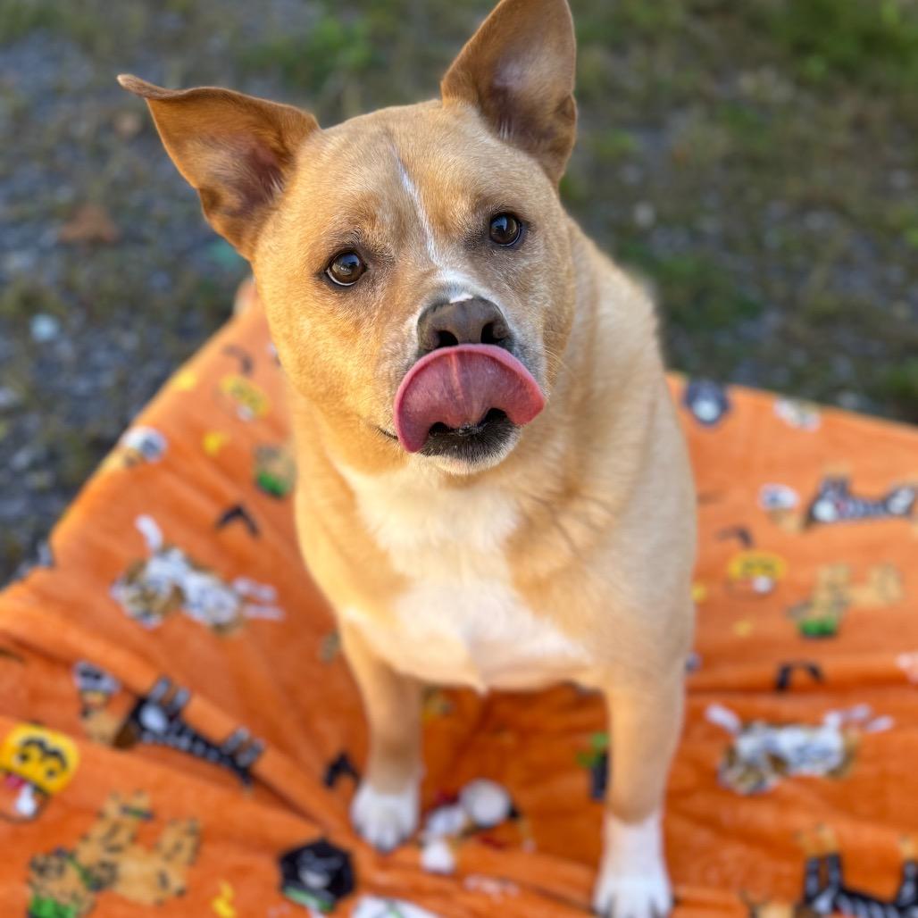 Enlarge Trooper, a Adoptable Mixed Breed in Fairmont, WV image 3/3