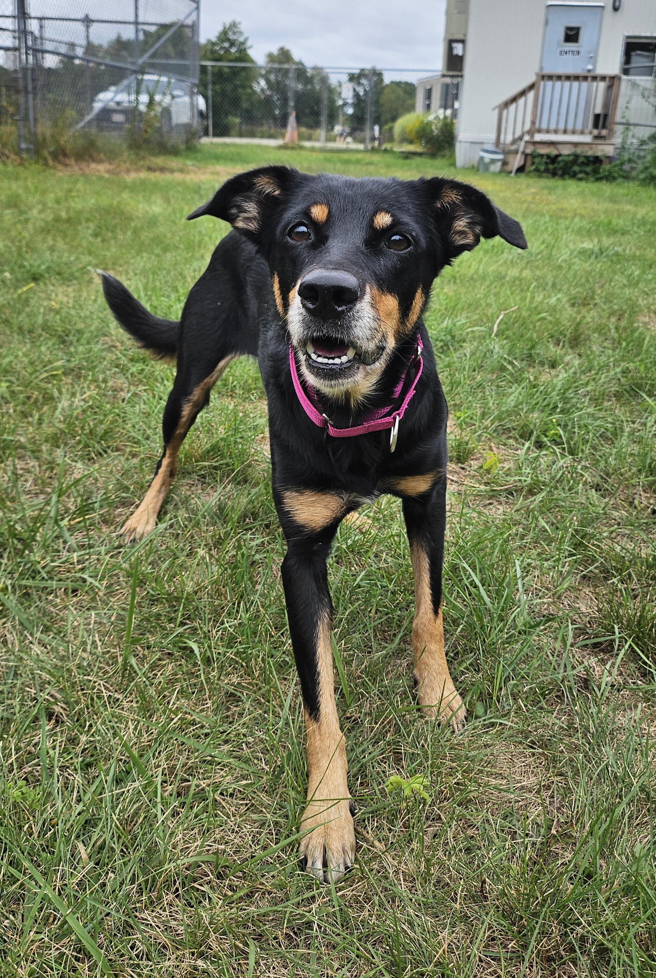 Enlarge Zara, a Adoptable mixed breed in Salem, NH image 1/3