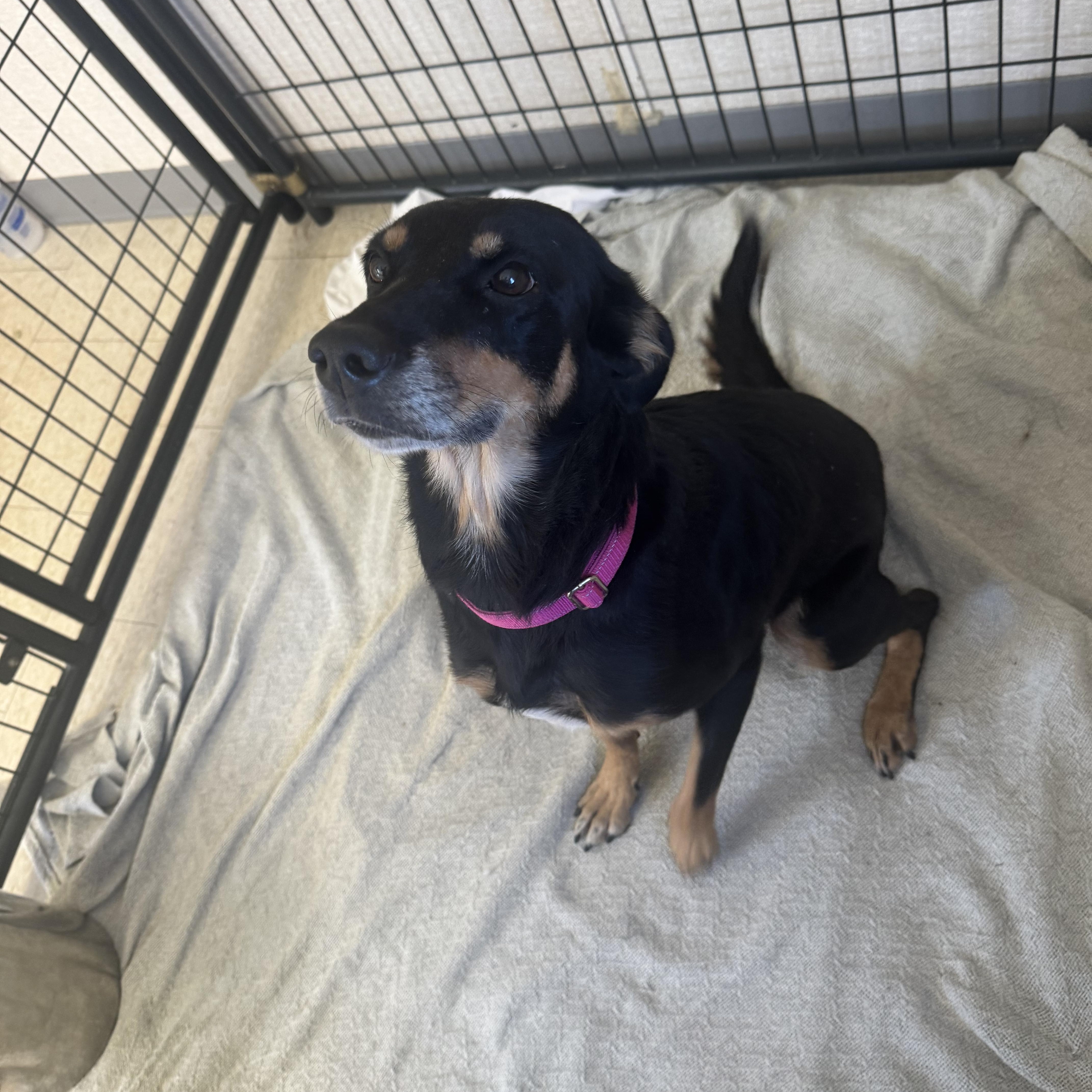 Enlarge Zara, a Adoptable mixed breed in Salem, NH image 2/3