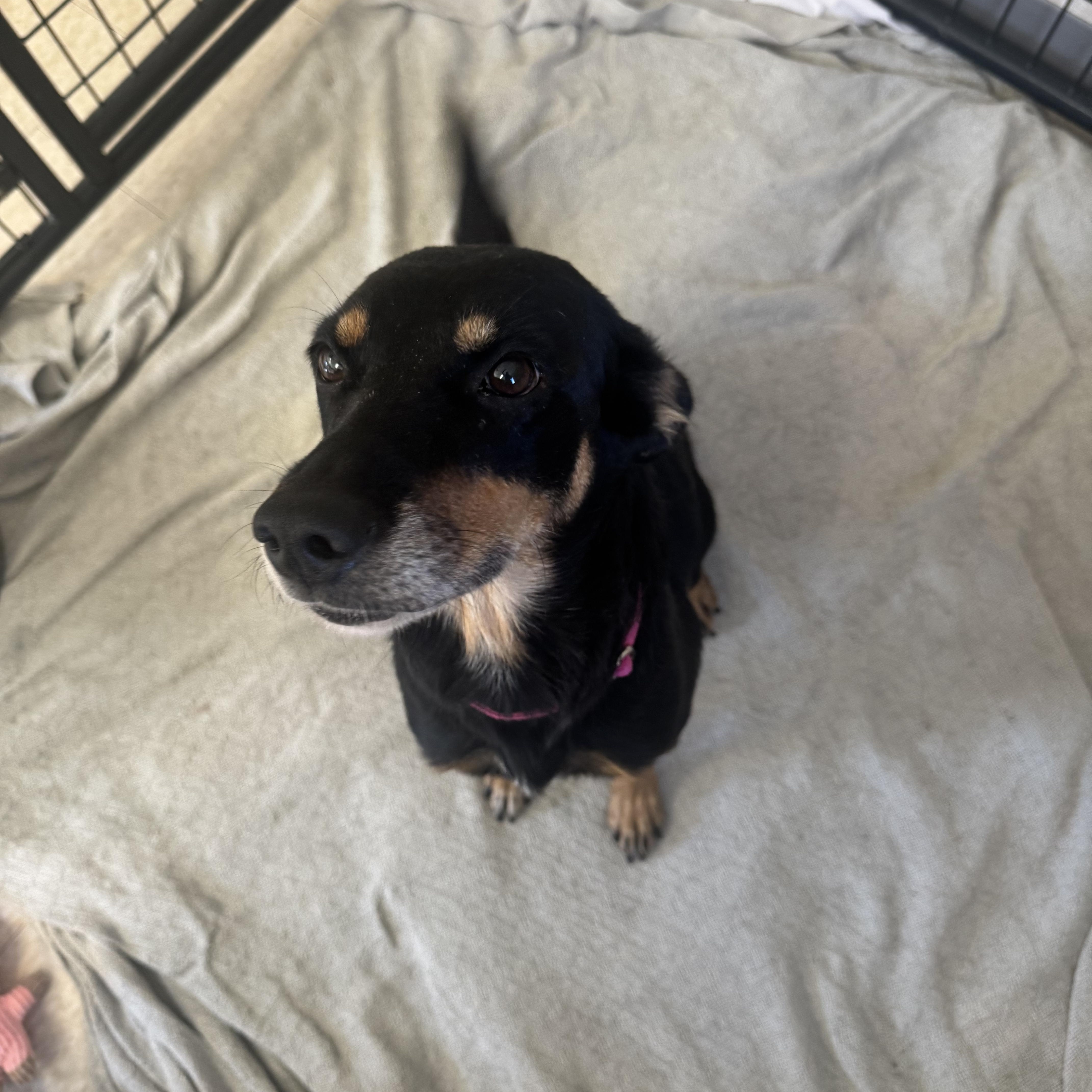 Enlarge Zara, a Adoptable mixed breed in Salem, NH image 3/3