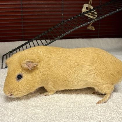 Enlarge Apricot, a Adoptable mixed breed in Janesville, WI image 1/3