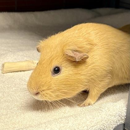 Enlarge Apricot, a Adoptable mixed breed in Janesville, WI image 2/3
