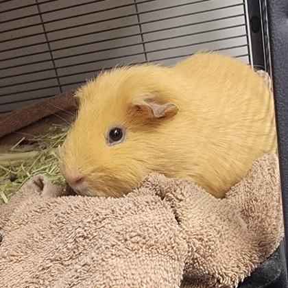 Enlarge Apricot, a Adoptable mixed breed in Janesville, WI image 3/3