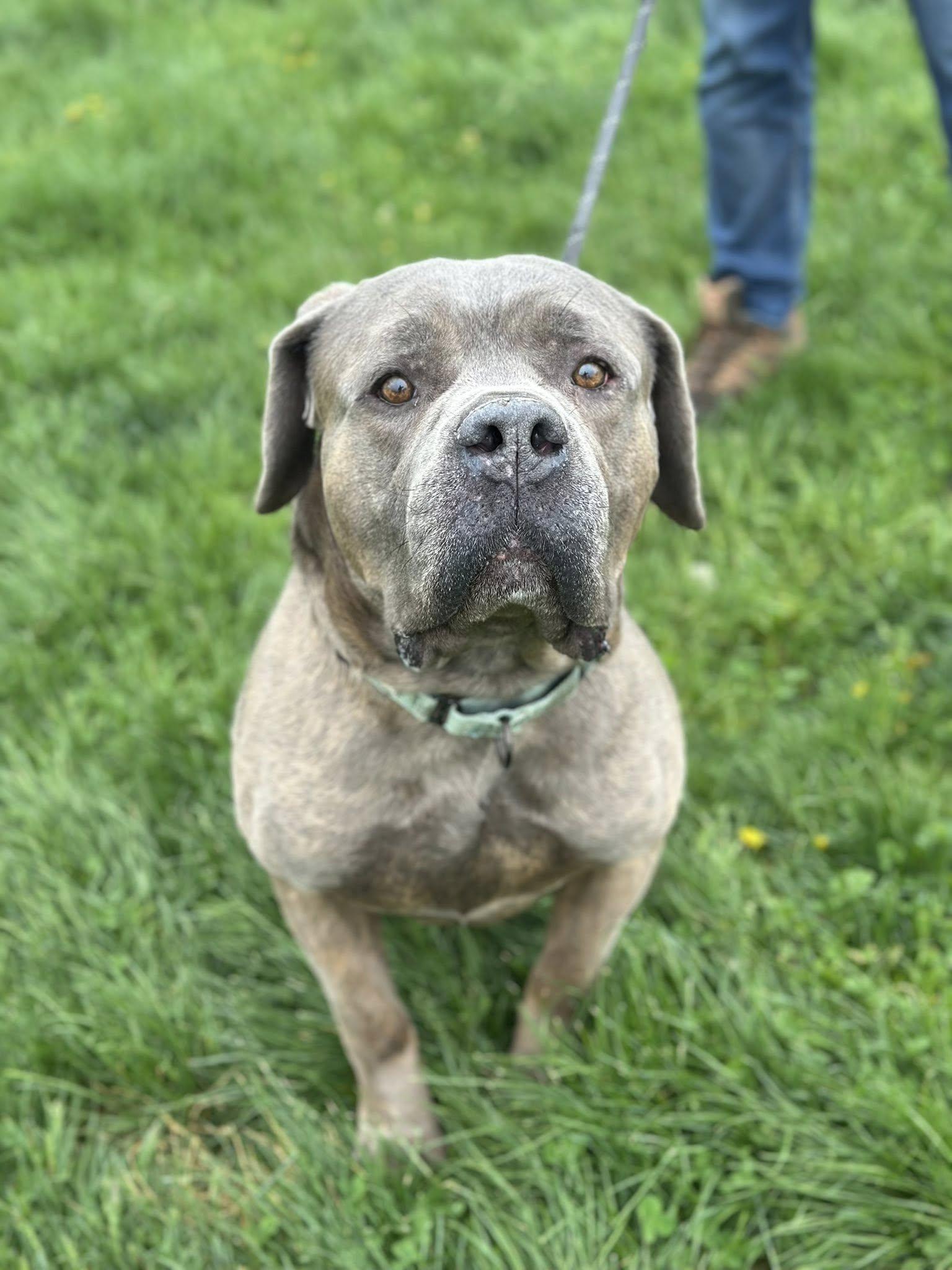 Enlarge Groot, an adopted mixed breed in Cleveland, OH image 1/5