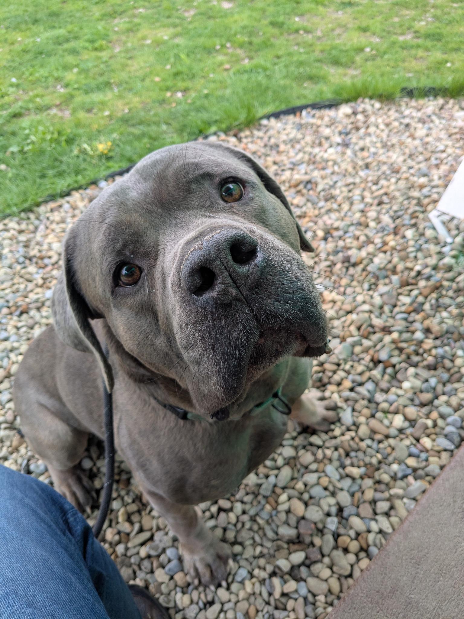 Enlarge Groot, an adopted mixed breed in Cleveland, OH image 2/5