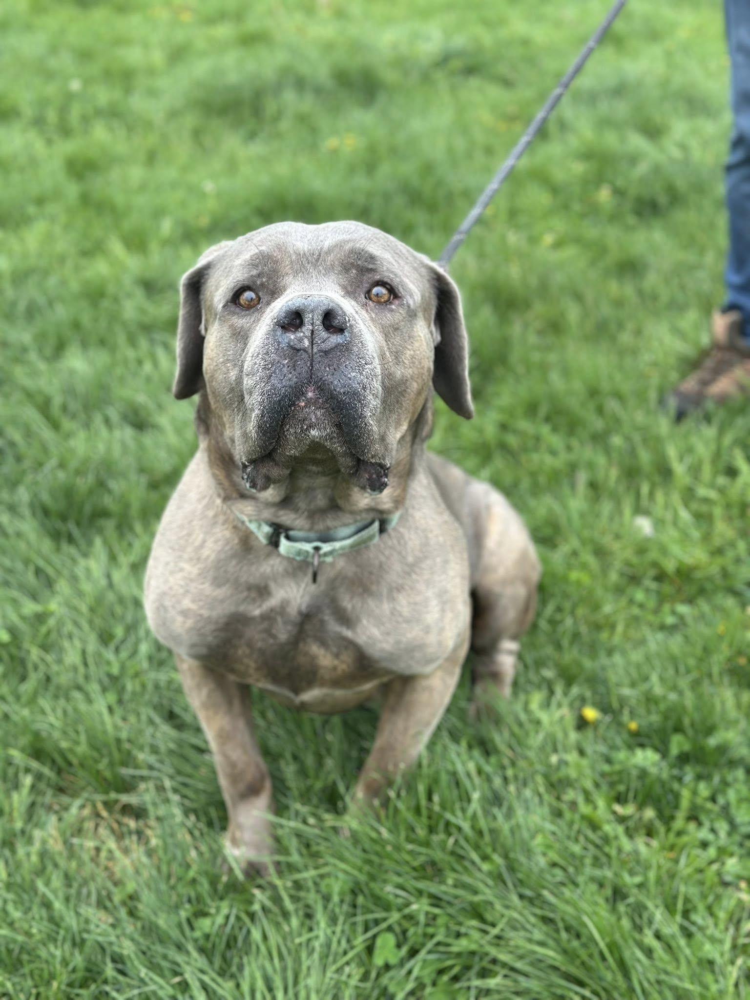 Enlarge Groot, an adopted mixed breed in Cleveland, OH image 3/5
