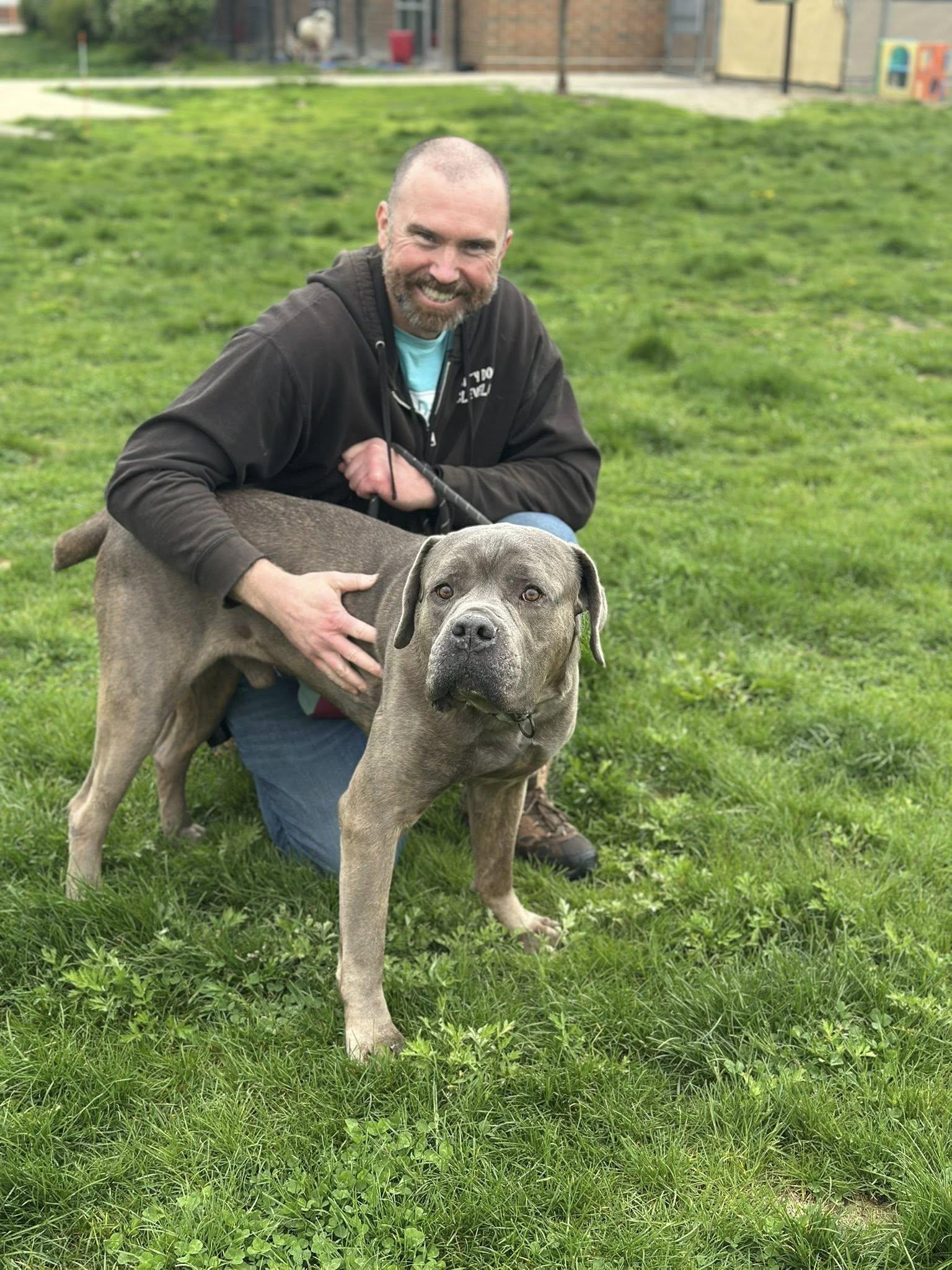 Enlarge Groot, an adopted mixed breed in Cleveland, OH image 4/5