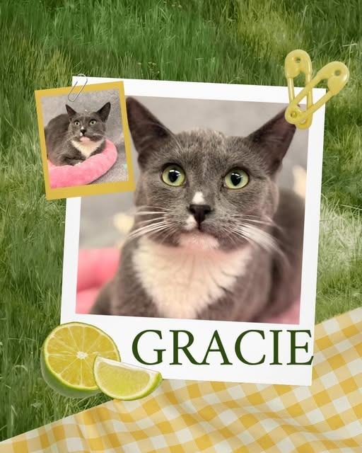 Gracie, Adoptable, Kitten Female Domestic Medium Hair.