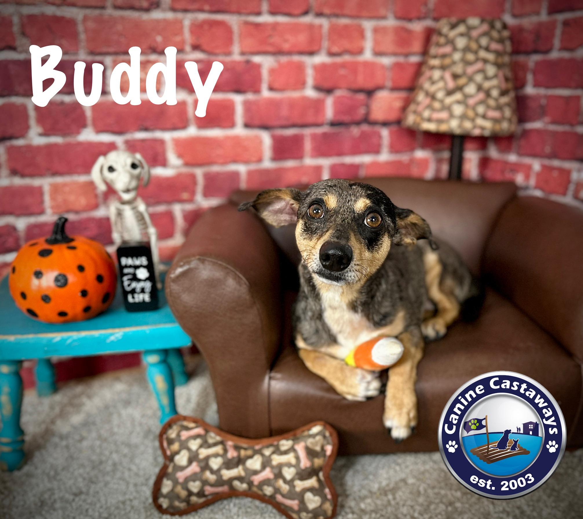 Buddy, adopted, Adult Male Dachshund.