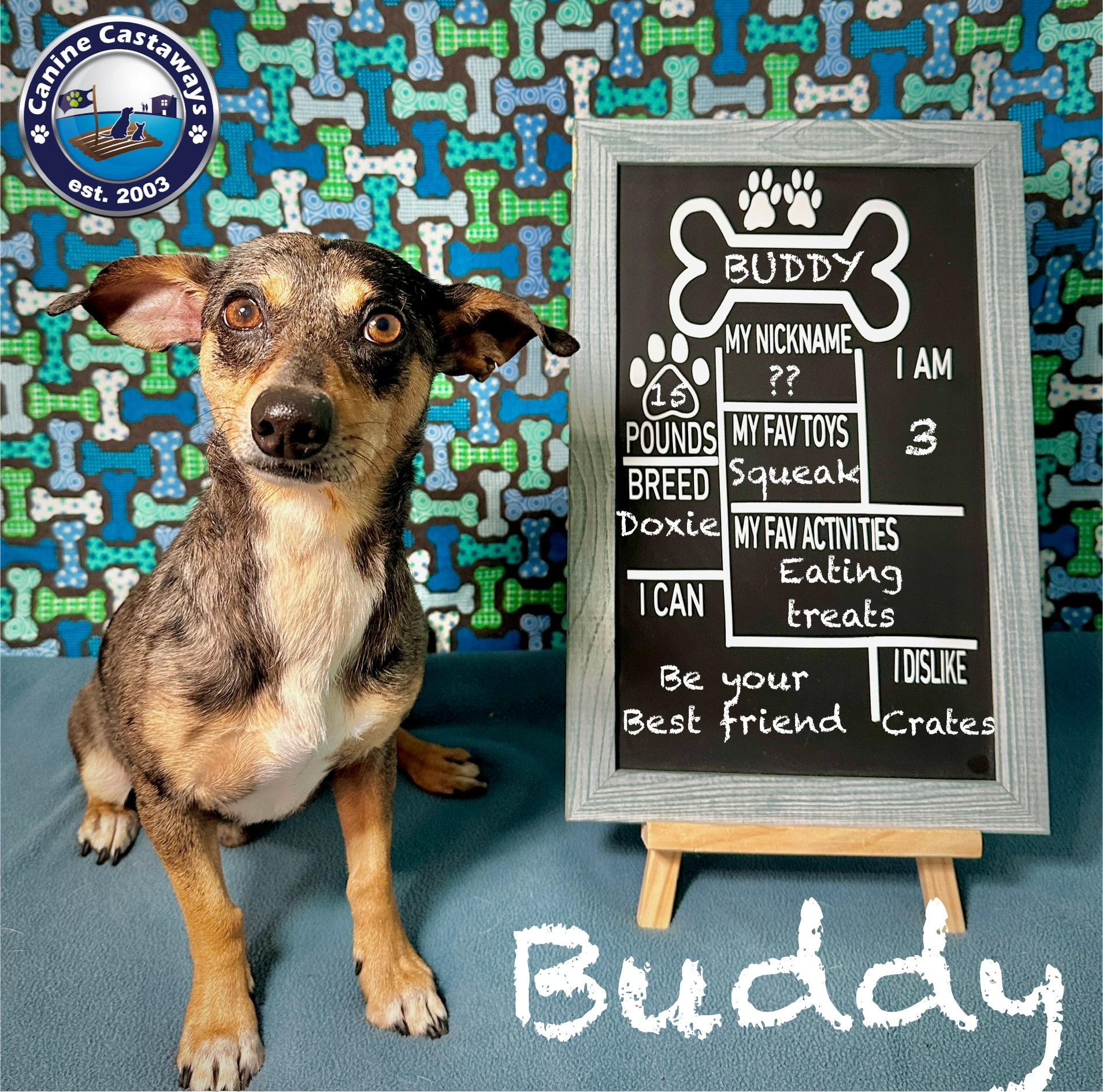 Buddy, an adopted mixed breed in Arcadia, FL image 2/5