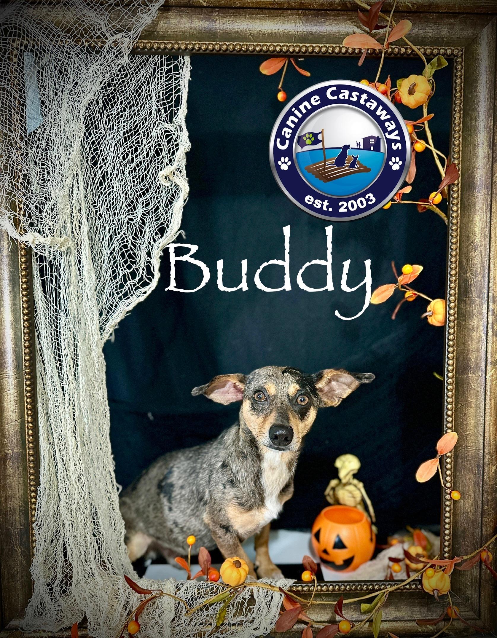 Buddy, Adoptable, Adult Male Dachshund.