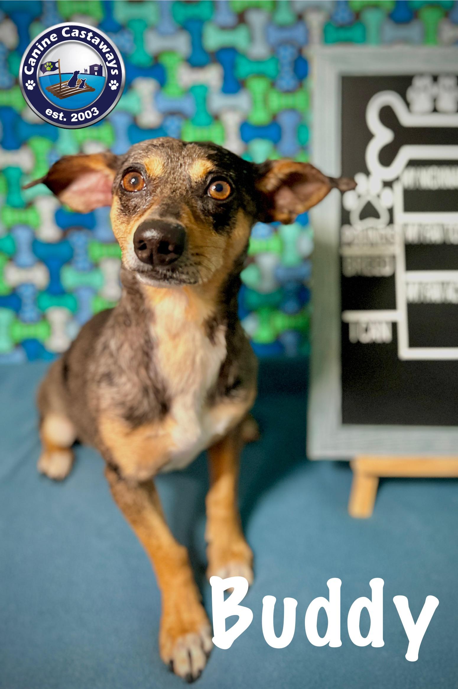 Buddy, an adopted mixed breed in Arcadia, FL image 4/5