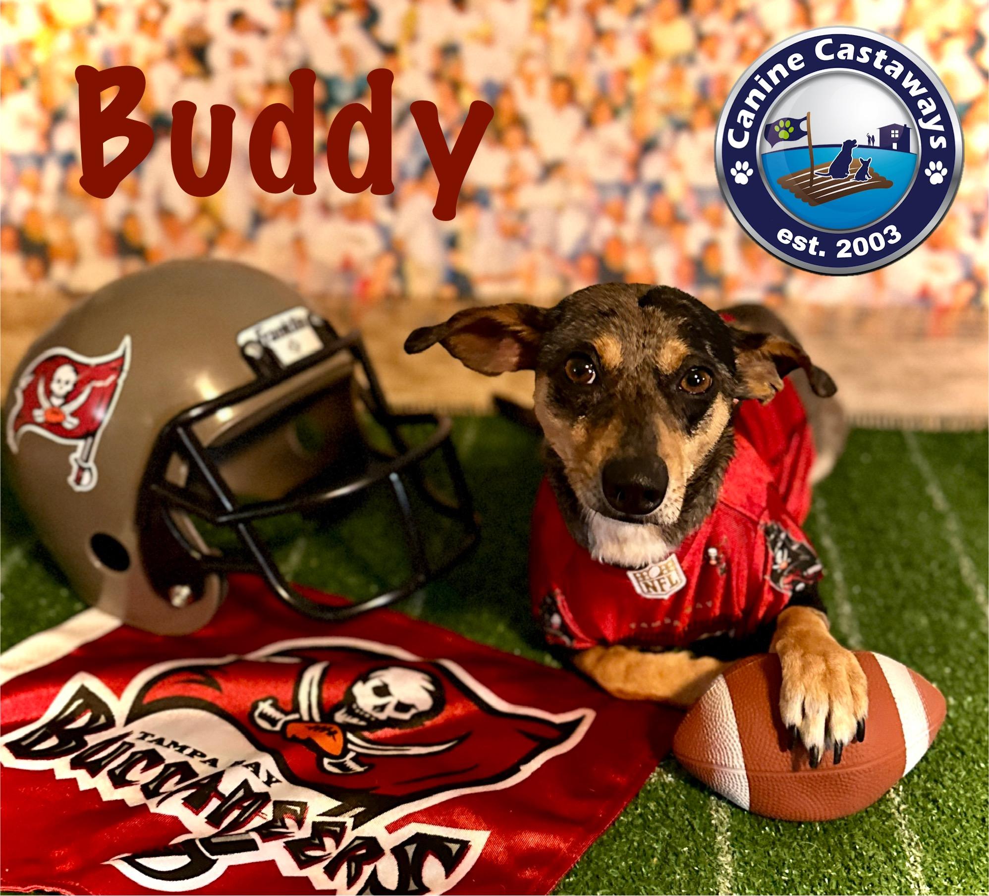 Buddy, an adopted mixed breed in Arcadia, FL image 5/5