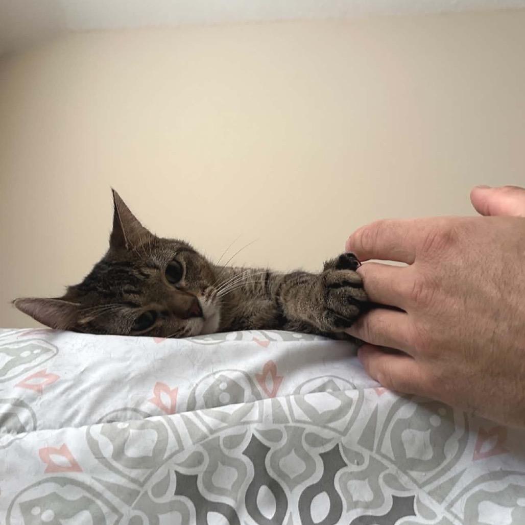 Enlarge Curious George  *Meet me at Eagan Petsmart*, a Adoptable Domestic Short Hair in Buffalo, MN image 1/6
