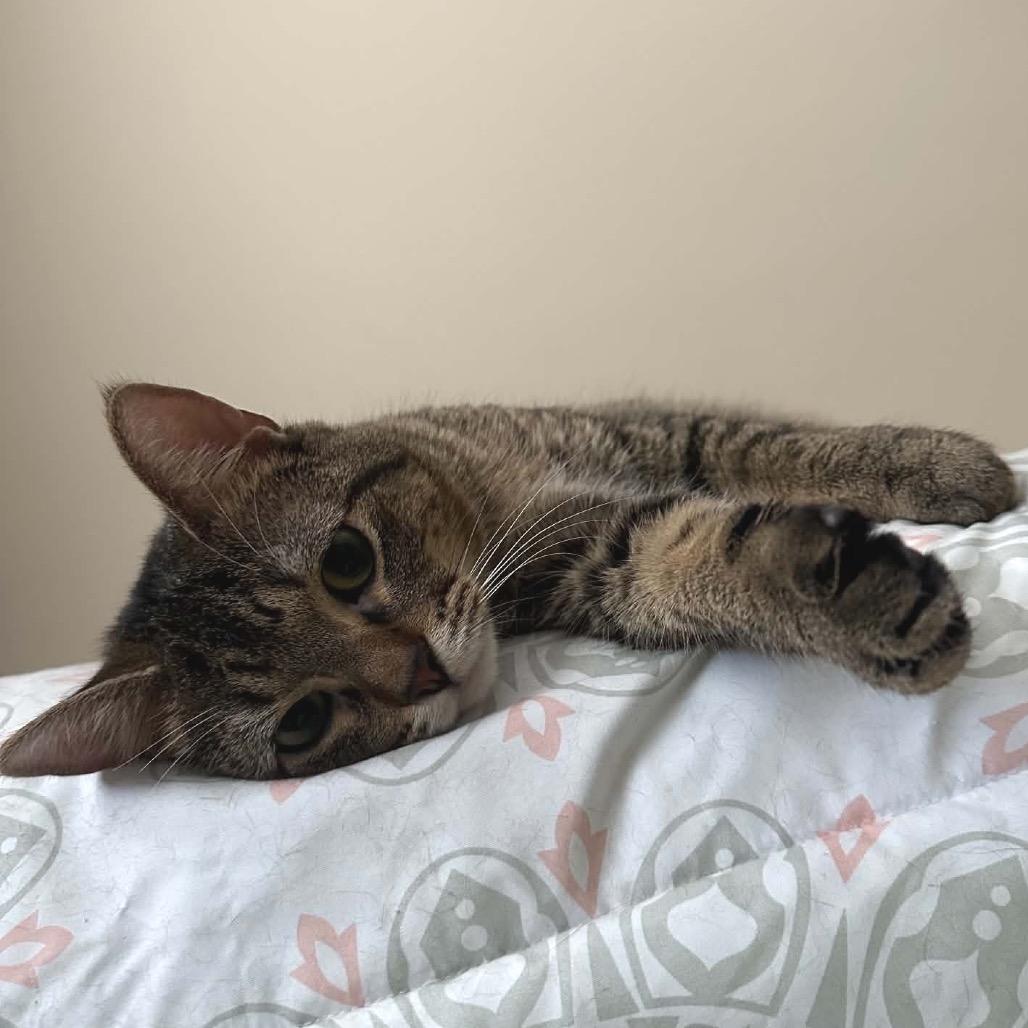 Enlarge Curious George  *Meet me at Eagan Petsmart*, a Adoptable Domestic Short Hair in Buffalo, MN image 2/6