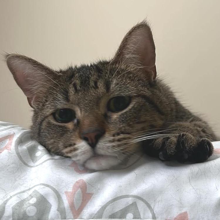 Enlarge Curious George  *Meet me at Eagan Petsmart*, a Adoptable Domestic Short Hair in Buffalo, MN image 3/6