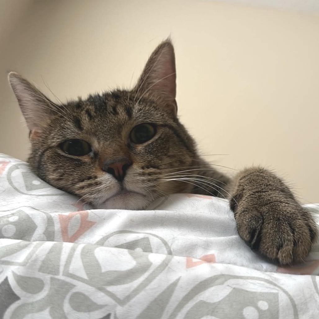 Enlarge Curious George  *Meet me at Eagan Petsmart*, a Adoptable Domestic Short Hair in Buffalo, MN image 4/6