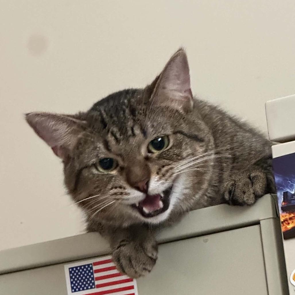 Enlarge Curious George  *Meet me at Eagan Petsmart*, a Adoptable Domestic Short Hair in Buffalo, MN image 5/6