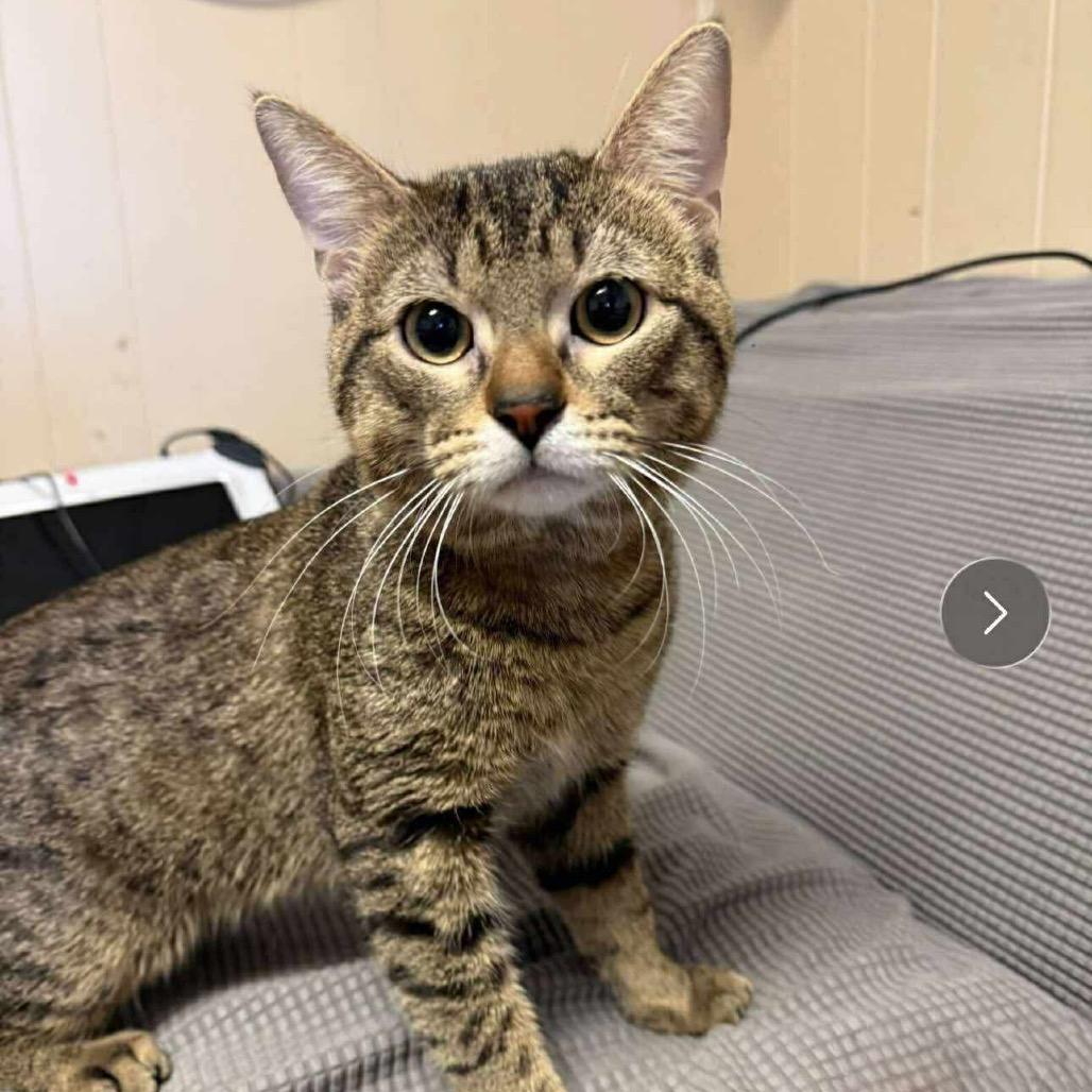 Enlarge Curious George  *Meet me at Eagan Petsmart*, a Adoptable Domestic Short Hair in Buffalo, MN image 6/6