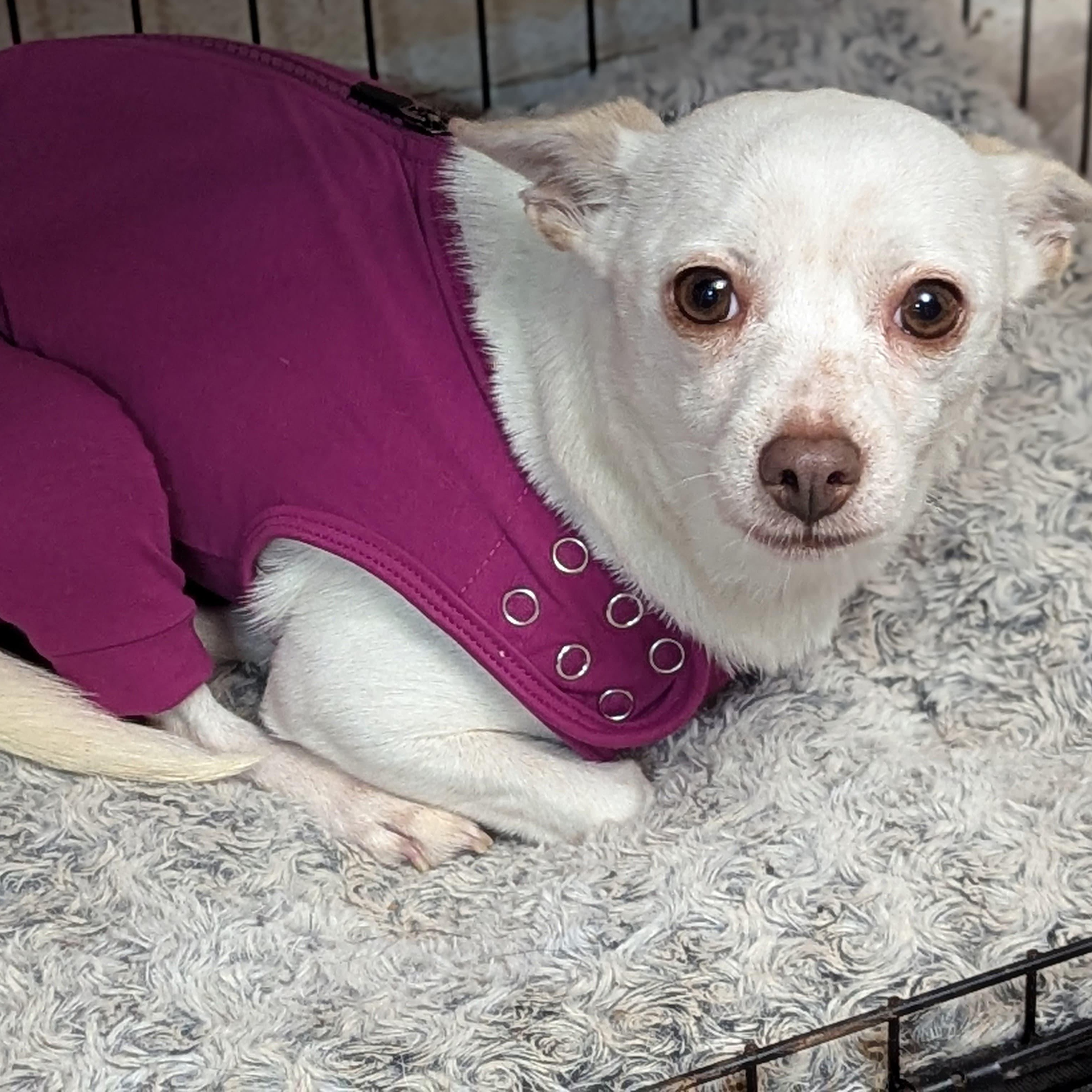 Enlarge Coroline, a ADOPTABLE mixed breed in San Jose, CA image 2/2