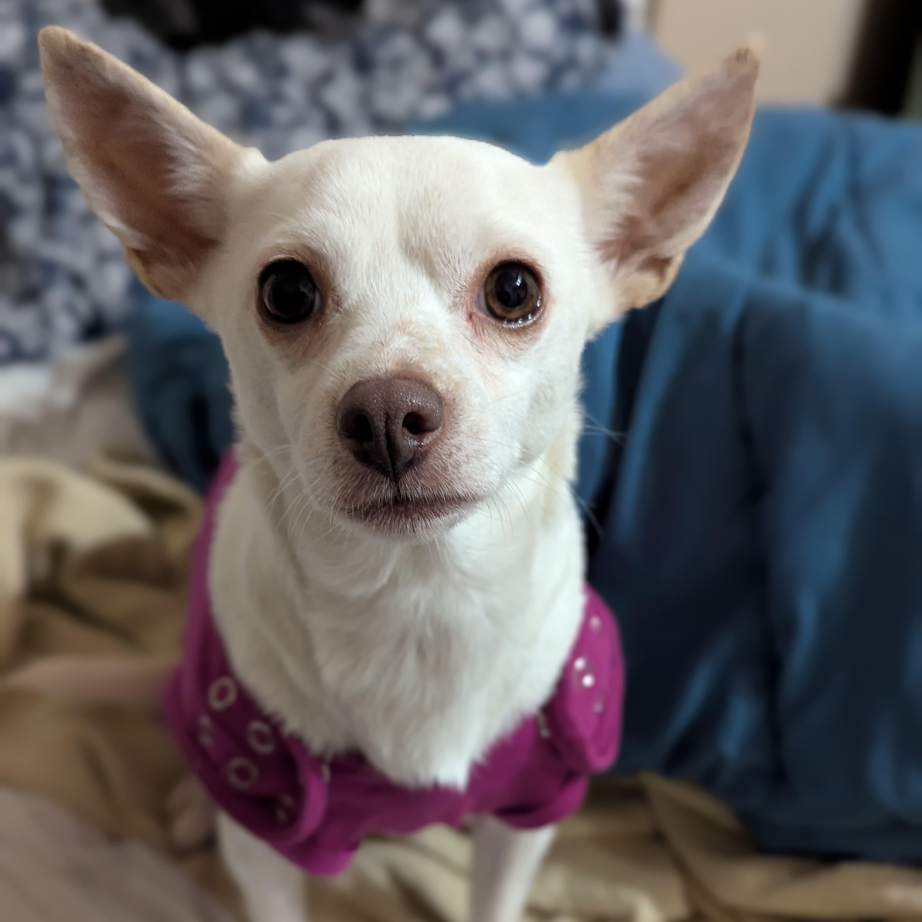 Enlarge Coroline, a ADOPTABLE mixed breed in San Jose, CA image 1/2