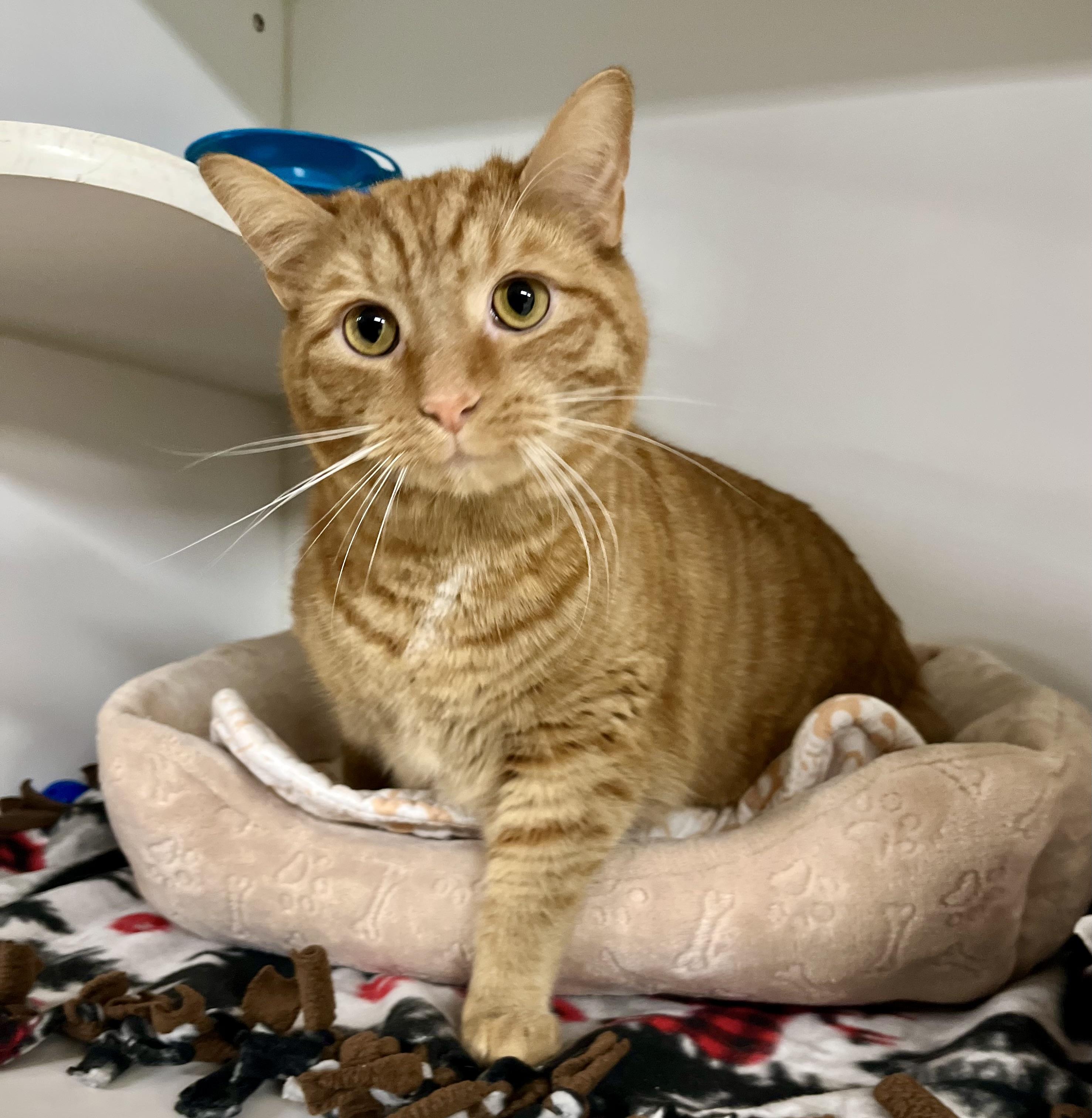 Enlarge Oka, an adopted Domestic Short Hair in Seville, OH image 2/3
